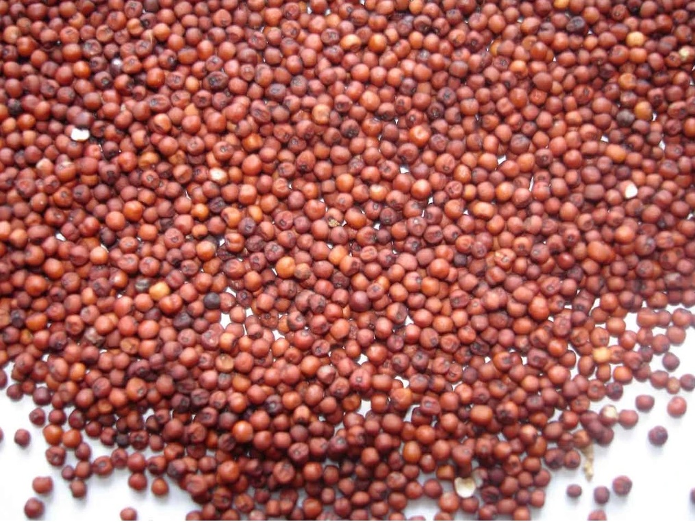 Red Sorghum Seeds